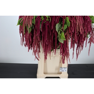 Amaranthus Hang Rood