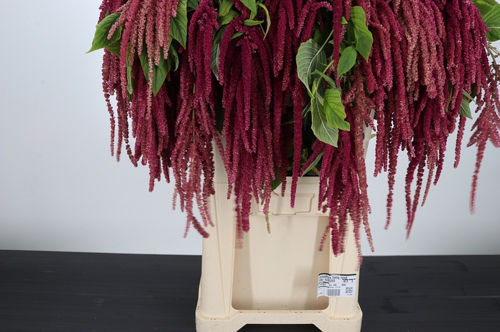 <h4>Amaranthus Hang Rood</h4>