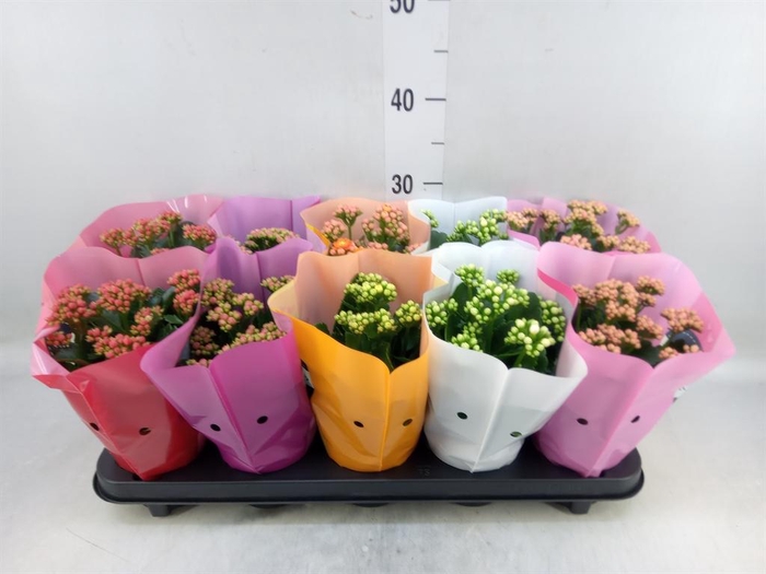 <h4>Kalanchoe blos. 'Perfecta'  ..mix 5</h4>