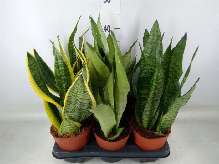 <h4>Sansevieria trifa.   ...</h4>