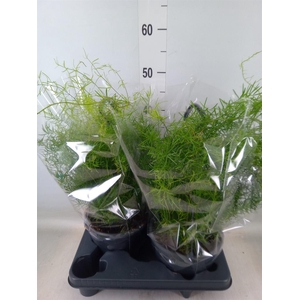 Asparagus dens. 'Sprengeri'