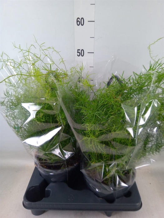 <h4>Asparagus dens. 'Sprengeri'</h4>