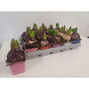 Hyacinthus Gemengd 1pp