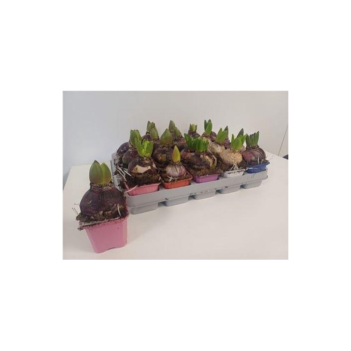 <h4>** Hyacin Gem 5 Kl ** Winter Promo **</h4>