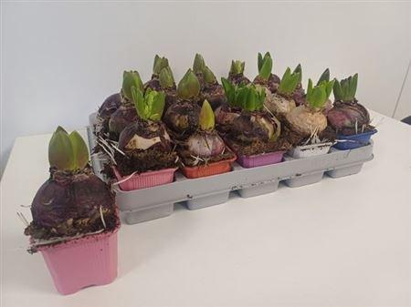 <h4>Hyacinthus Gemengd 1pp</h4>