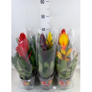 Vriesea   ...mix 6