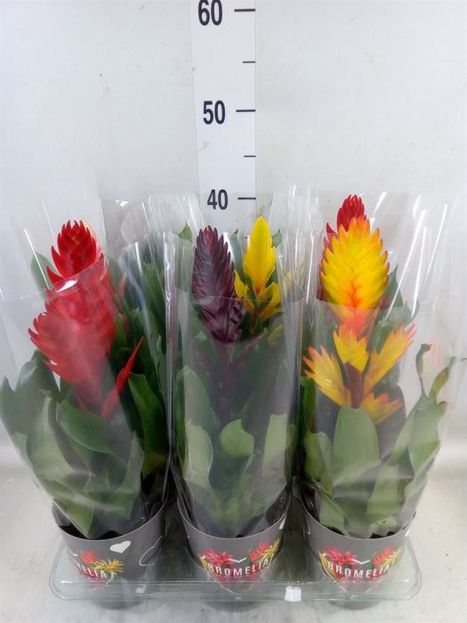 <h4>Vriesea   ...mix 6</h4>