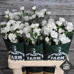 DI TR ARTIC WHITE