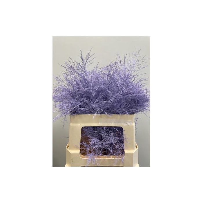 <h4>Treefern Light Milka</h4>