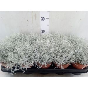 Leucophyta     [Calocephalus]