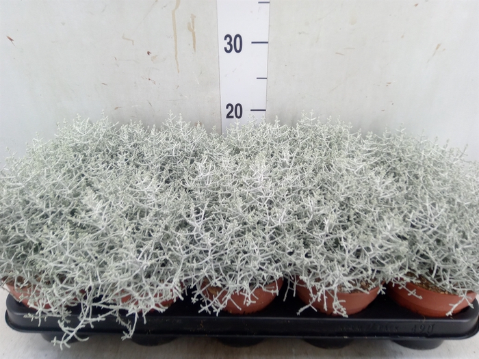 <h4>Leucophyta     [Calocephalus]</h4>