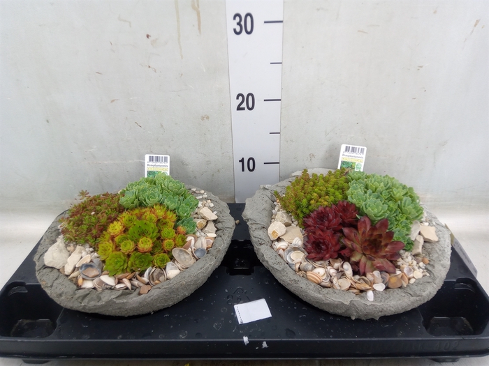 <h4>Arr.   Tuinplanten L%</h4>