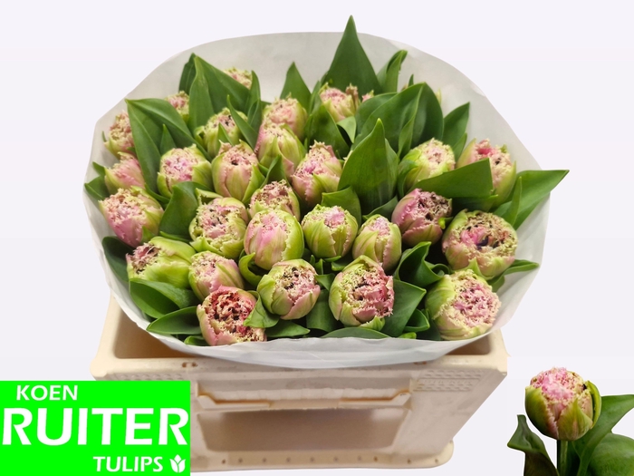 <h4>TU FR CAIRNS</h4>