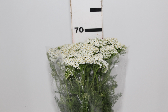 <h4>ACHILLEA MILLEFOLIUM BRANCO 070 CM</h4>
