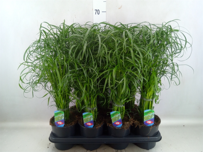 <h4>Cyperus alternifolius</h4>