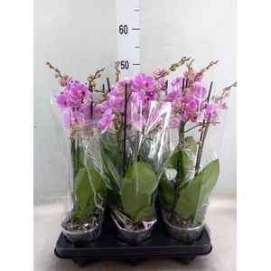 Phalaenopsis multi. 'FC Friday Fli'