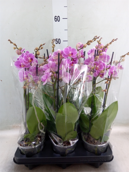 <h4>Phalaenopsis multi. 'FC Friday Fli'</h4>
