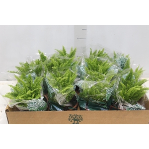 SAMAMBAIA HAVAIANA MINI C13