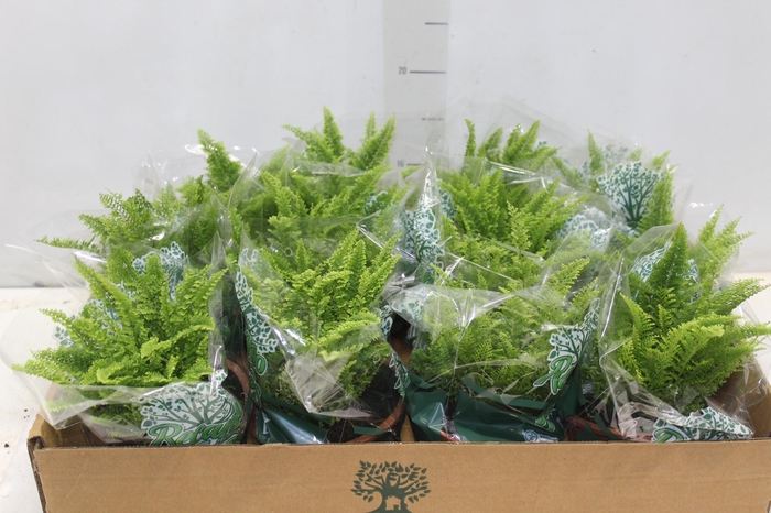 <h4>SAMAMBAIA HAVAIANA MINI C13</h4>