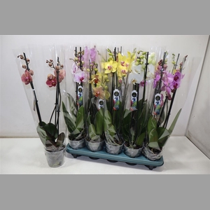 Phal Gem 5 Kl