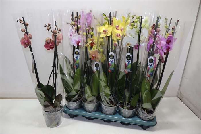 <h4>Phal Gem 5 Kl</h4>