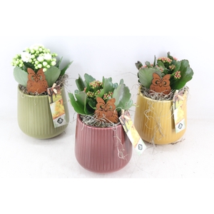 arr2 JS - Ker ribbel pot mix