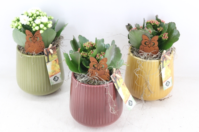 <h4>arr2 JS - Ker ribbel pot mix</h4>