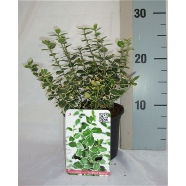 <h4>Euonymus fortunei 'Emerald Gaiety'</h4>