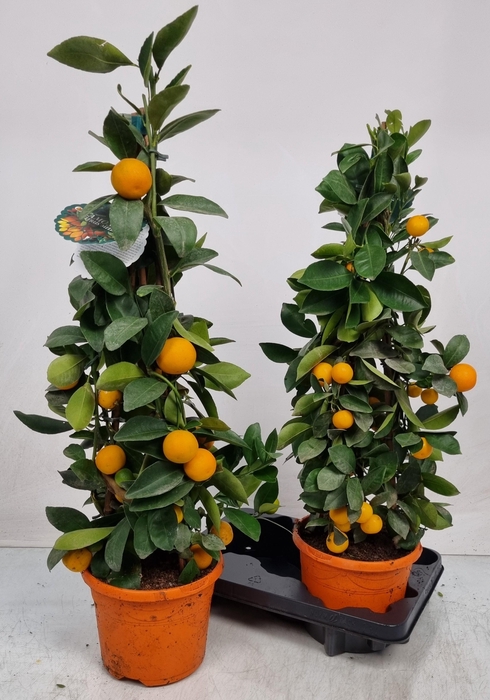 <h4>CITR MICROCARPA</h4>