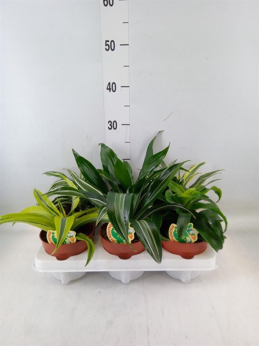 <h4>Dracaena   ...mix</h4>