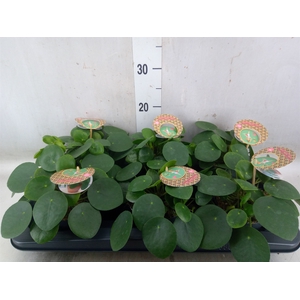 Pilea peperomoides