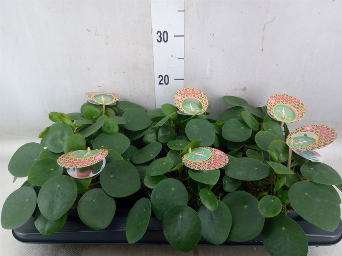 <h4>Pilea peperomoides</h4>