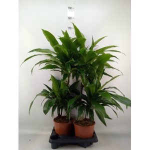 Dracaena frag. 'Janet Craig'