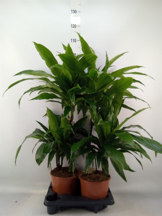<h4>Dracaena frag. 'Janet Craig'</h4>