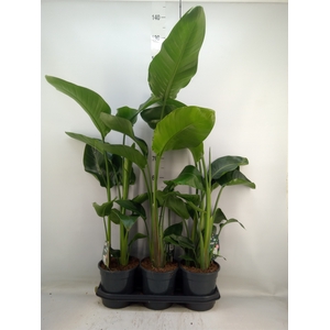 Strelitzia nicolai