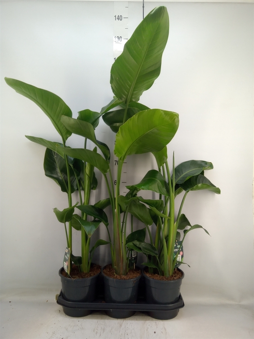 <h4>Strelitzia nicolai</h4>