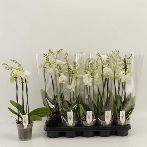 PHAL AN INVERNESS