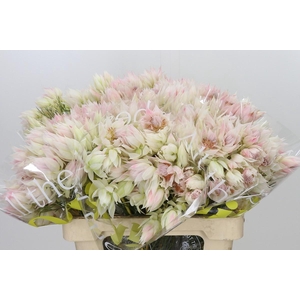 Blushing Bride 6/9 Flowers