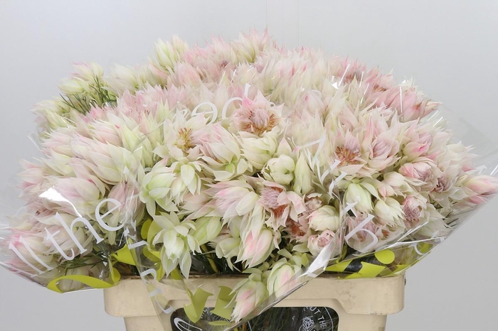 <h4>Blushing Bride 6/9 Flowers</h4>