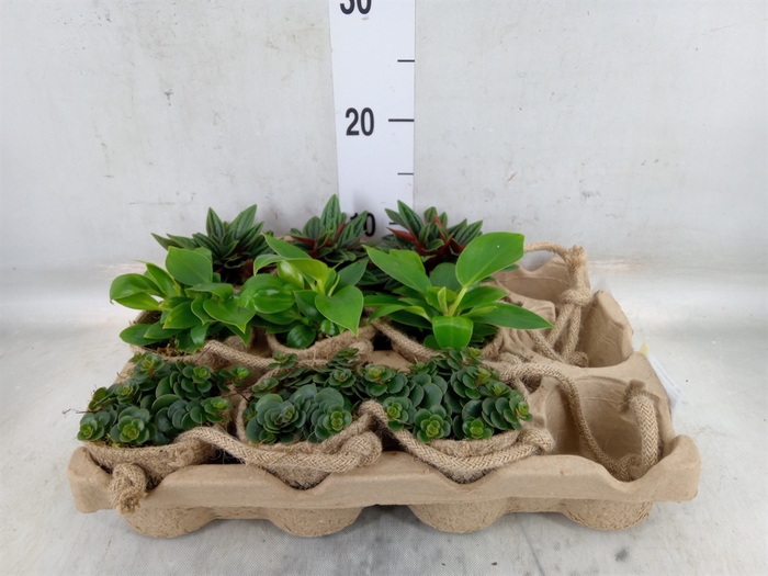 <h4>Arr.   Kamerplant Groen L%</h4>