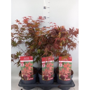 Acer palmatum 'Atropurpureum'