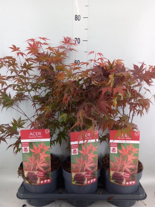 <h4>Acer palmatum 'Atropurpureum'</h4>
