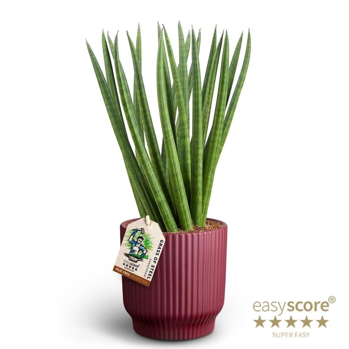 <h4>SANSEVIERIA CYLINDRICA P12</h4>