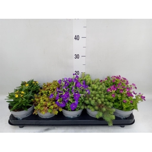 Rotsplanten   ...mix   [Rock plant]