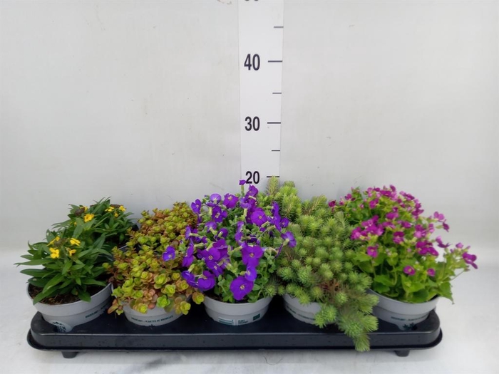 <h4>Rotsplanten   ...mix   [Rock plant]</h4>