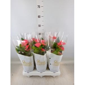 Anthurium andr. 'Sweet Dream'