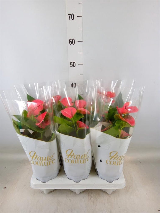 <h4>Anthurium andr. 'Sweet Dream'</h4>