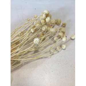 DRIED FLOWERS - WILD DAISY PREPARED BLEACHED
