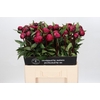 Paeonia Red Sarah Bernhardt
