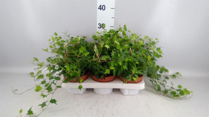 <h4>Hedera helix 'Jessica'</h4>
